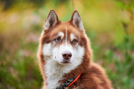 Siberian Husky dog with heterochromia in collar, green natural background. Siberian Husky portrait with ginger and white coat color, sled dog breed. Husky dog walking outdoor close upの写真素材