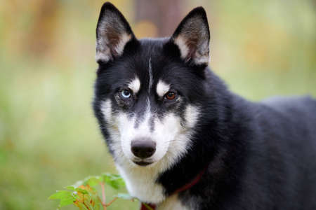Siberian Husky dog in collar walking outdoor, blurred park background. Black and white Siberian Husky with eyes of different colors. Husky dog close upの写真素材