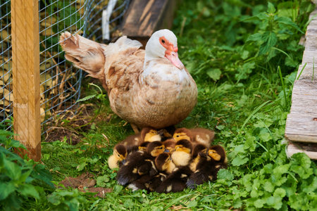 Muscovy duck and young ducklings near duck house, outdoor background. Mother broody duck cares about her offspring waiting for feeding. Beautiful muscovy duck breeding at farmの写真素材