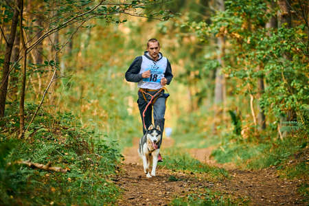 Svetly, Kaliningrad oblast, Russia - October 2, 2021 - Canicross dog mushing race, Siberian Husky dog running attached to athletic man runner, sled dog racing sports autumn competitionのeditorial素材