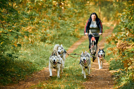 Svetly, Kaliningrad oblast, Russia - October 2, 2021 - Bikejoring sled dog racing, team of fast Siberian Husky dogs pulling bicycle with body positive plump woman, sled dog racing, healthy lifestyleのeditorial素材