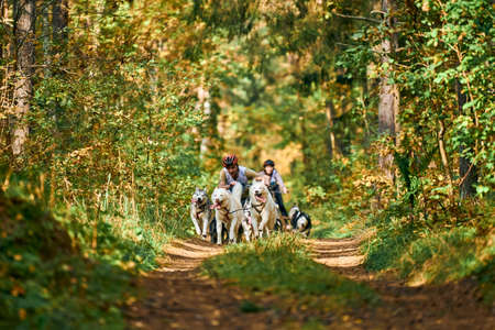 Svetly, Kaliningrad oblast, Russia - October 2, 2021 - Carting dog sports, active Siberian Husky dogs running pulling dogcarts with people. Sled dog racing, dryland mushing competitionのeditorial素材