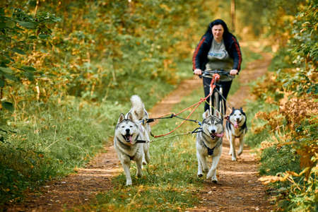 Svetly, Kaliningrad oblast, Russia - October 2, 2021 - Bikejoring sled dog racing, team of fast Siberian Husky dogs pulling bicycle with body positive plump woman, sled dog racing, healthy lifestyleのeditorial素材