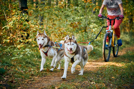 Svetly, Kaliningrad oblast, Russia - October 2, 2021 - Bikejoring sled dogs mushing race, fast Siberian Husky sled dogs pulling bikes with people, autumn competition in forest, sled dog racingのeditorial素材