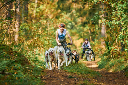 Svetly, Kaliningrad oblast, Russia - October 2, 2021 - Carting dog sports, energetic Siberian Husky dogs running and pulling dogcarts with standing people in autumn forest. Dryland mushing competitionのeditorial素材