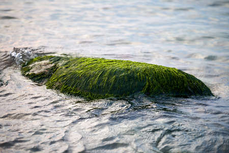 Sea green algae on stone in water. Wet seaweed covered stone, blue sea water around. Green seagrass...