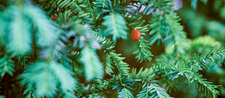 European yew tree, Taxus baccata evergreen yew close up. Toned green yew tree branch with mature and...