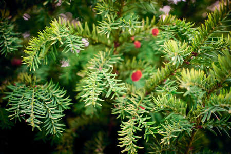 Taxus baccata evergreen yew tree foliage close up. European yew tree with mature and immature red seed cones, poisonous plant with toxins alkaloids. beautiful evergreen tree branches backgroundの写真素材