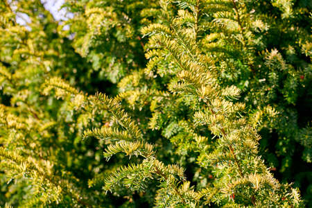 Taxus baccata evergreen yew tree foliage close up. European yew tree with mature and immature red seed cones, poisonous plant with toxins alkaloids. beautiful evergreen tree branches backgroundの写真素材