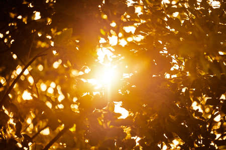Warm yellow sunlight through three foliage, beautiful sunshine streaming through tree leaves. Bright yellow sun light over green plants, warm sunny weather in summer, awakening of natureの写真素材