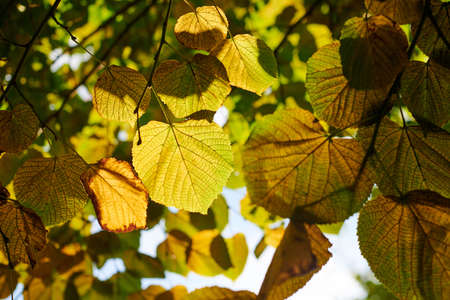 Leaves of Tilia platyphyllos tree, sunny sky background. Green and yellow leaves of large-leaved...