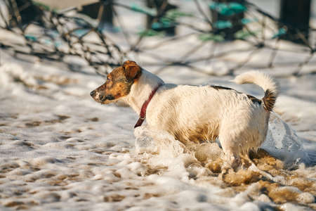 Jack Russell Terrier dog playing with sea waves on sandy beach. Small Terrier dog having fun on sea coast. Cute pet, Jack Russell Terrier dog in summer dayの写真素材
