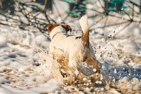 Jack Russell Terrier dog playing with sea waves on sandy beach. Small Terrier dog having fun on sea coast. Cute pet, Jack Russell Terrier dog in summer dayの写真素材