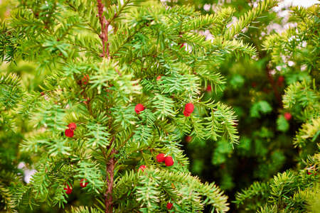 Taxus baccata evergreen yew tree foliage close up. European yew tree with mature and immature red seed cones, poisonous plant with toxins alkaloids. beautiful evergreen tree branches backgroundの写真素材