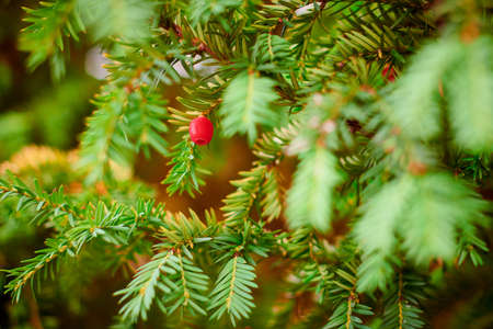 Taxus baccata evergreen yew tree foliage close up. European yew tree with mature and immature red seed cones, poisonous plant with toxins alkaloids. beautiful evergreen tree branches backgroundの写真素材