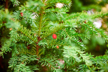 Taxus baccata evergreen yew tree foliage close up. European yew tree with mature and immature red seed cones, poisonous plant with toxins alkaloids. beautiful evergreen tree branches backgroundの写真素材
