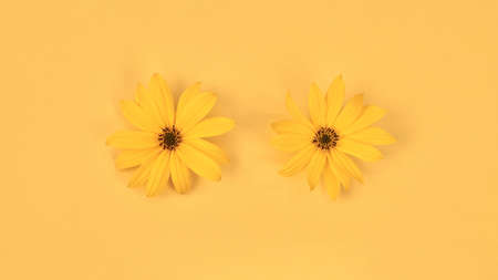Two yellow flower buds of topinambur on yellow background, top view flat lay, eyes concept of Jerusalem artichoke flower, design backdrop. Yellow petals of wild sunflower minimalistic summer pictureの写真素材
