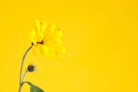One yellow Jerusalem artichoke flower on yellow background, right copy space, single yellow Jerusalem artichoke. Yellow flowers on green stalk with leaves, wild sunflower flower close upの写真素材