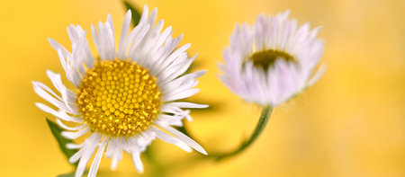 Beautiful Erigeron annuus flowers, Annual fleabane with white flower heads and yellow center, yellow...