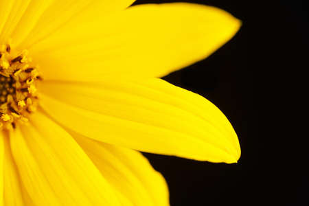 Half topinambur yellow flower Jerusalem artichoke on black background, beautiful backdrop. Petals of sunroot flower macro close up, half wild sunflower yellow petals, pistil and stamenの写真素材