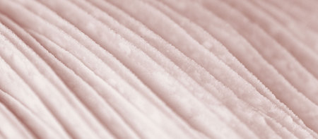 Agaric mushroom gills under cap macro close up photo, depth of field photography. Abstract macro background with pale pink mushroom lamella for web banner designの写真素材