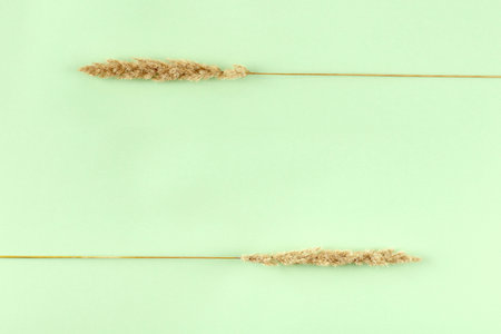 Dry reed grass on light green background, two yellow parallel dry grass with empty copy space in center. Minimalistic ecological nature concept with minimal dry grass, flat lay stem linesの写真素材
