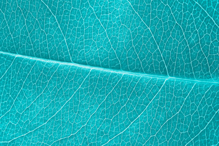 Macro leaf texture turquoise colorized with beautiful relief texture of plant, close up macro photo. Blue green relief texture of leaf, detailed nature background, fresh pure nature conceptの写真素材