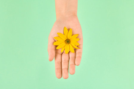Yellow flower in female palm, hamsa fatima hand, cosmetic skincare concept, symbol of pure nature in delicate fragile woman hand. Jerusalem artichoke flower head with yellow petals on green backgroundの写真素材