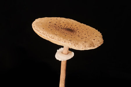 Macrolepiota procera parasol mushroom isolated on black background, brown mushroom with big agaric gills cap and high stripe. Edible parasol mushroom with ring around stipe, natural vegetarians dietの写真素材