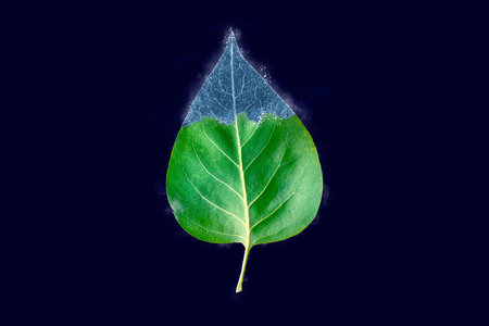 One freezing syringa tree green leaf on dark blue background, blue ice covered effect on leaf....