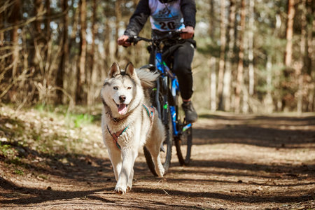 Running Siberian Husky sled dog in harness pulling bike on autumn forest dry land, Husky dog outdoor mushing. Autumn bikejoring championship in woods of running Siberian Husky dog pulling bicyclistの写真素材