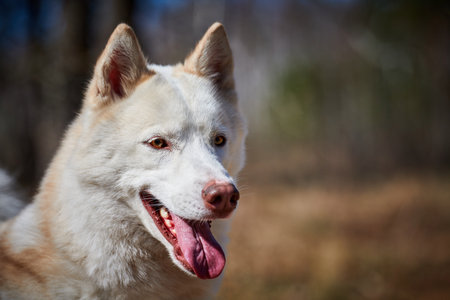 Siberian Husky dog portrait with brown eyes and white coat color, cute sled dog breed. Friendly...