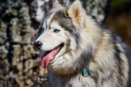 Siberian Husky dog profile portrait with black gray white coat color, cute sled dog breed. Friendly...