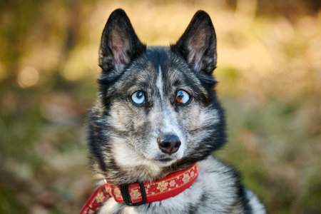 Siberian Husky dog with huge eyes, funny surprised Husky dog with confused big eyes, cute excited doggy emotions. Crazy shocked look of gray white siberian husky dog, thoughtful and pitifulの写真素材