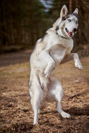 Siberian Husky dog standing on hind legs on dry grass field, funny Husky dog gray black coat color...