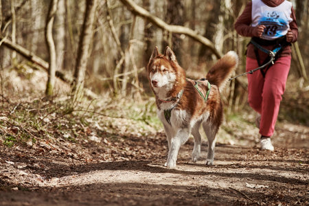 Running Siberian Husky dog in harness pulling woman on autumn forest country road, outdoor Husky dog canicross. Autumn canicross championship in woods of running girl and Siberian Husky dogの写真素材