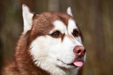 Siberian Husky dog with huge eyes, funny surprised Husky dog with confused big eyes, cute excited doggy emotions. Crazy shocked look of red white siberian husky dog, thoughtful and pitifulの写真素材