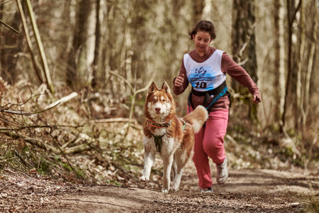 Svetly, Russia - 04.17.2022 - Running Siberian Husky sled dog in harness pulling young girl on autumn forest country road, outdoor Husky dog canicross. Autumn canicross championship in woodsのeditorial素材