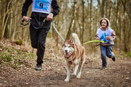 Svetly, Russia - 04.17.2022 - Running father and girl with pulling Siberian Husky sled dog in harness on autumn forest country road, outdoor family canicross with Husky dog. autumn healthy runningのeditorial素材