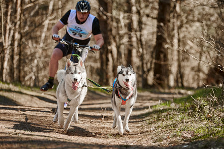 Svetly, Russia - 04.17.2022 - Running Siberian Husky sled dogs pulling scooter man on autumn forest dry land, outdoor two Husky dogs scootering. Autumn dogs scootering championship in woodsのeditorial素材