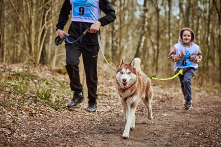 Svetly, Russia - 04.17.2022 - Running father and girl with pulling Siberian Husky sled dog in...