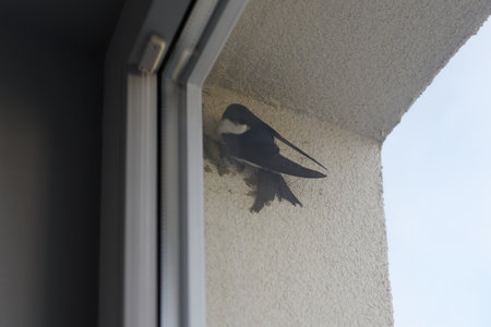 Common house martin bird behind window begins to build nest from mud pellets, cute little birdの写真素材
