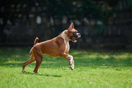 Boxer dog running and jumping on green grass summer lawn outdoor park walking with adult petの写真素材