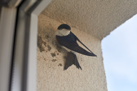 Common house martin bird behind window begins to build nest from mud pellets, cute little birdの写真素材