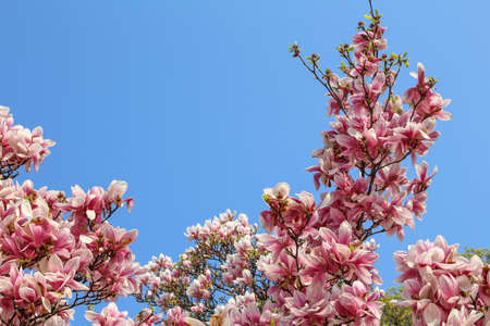 Leipzig is located in the East part of Germany. You can find a lot of historical buildings and nature in this town.の写真素材