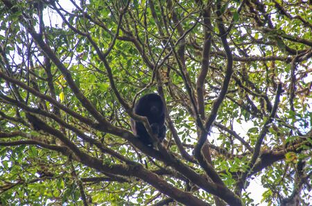 A little insight into the wonderful country in Central Americaの写真素材