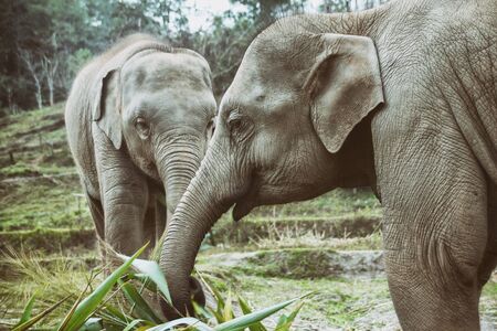 A round trip through Thailand with all its facetsの写真素材
