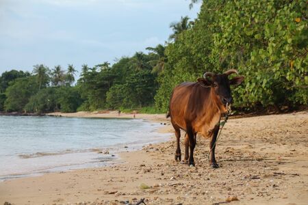 A round trip through Thailand with all its facetsの写真素材