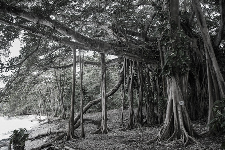 Jamaica boasts white sand beaches, famous scenic waterfalls, blue lagoons and the crystal clear Caribbean Seaのeditorial素材