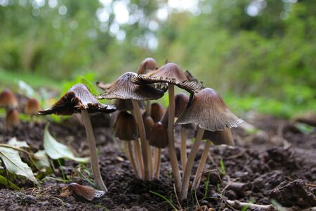Autumn time is mushroom timeの写真素材